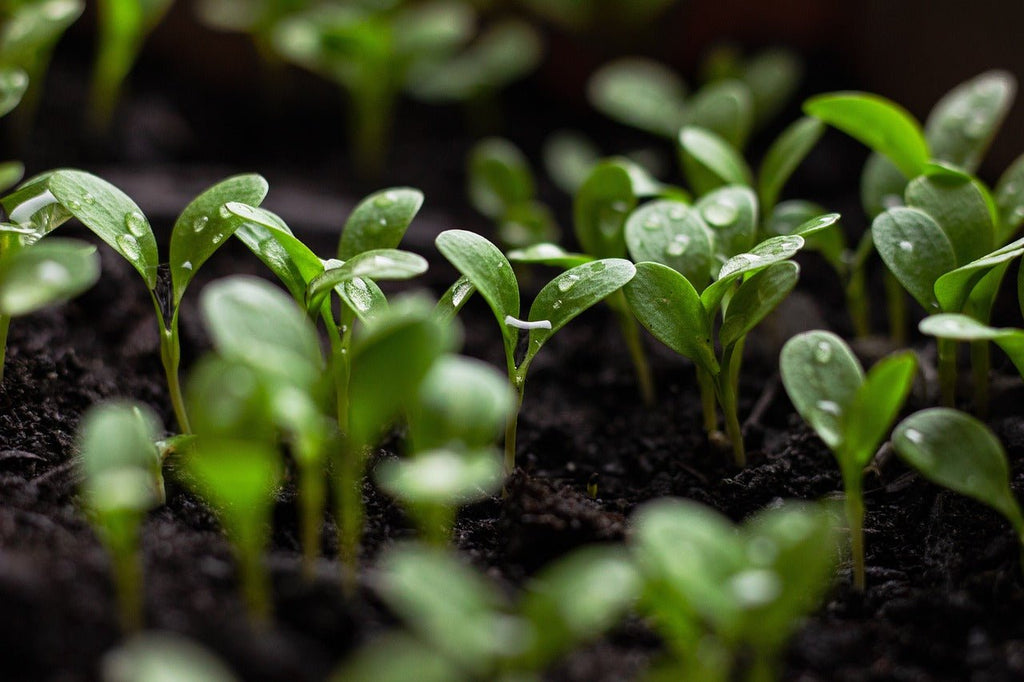 top soil for sale near me 